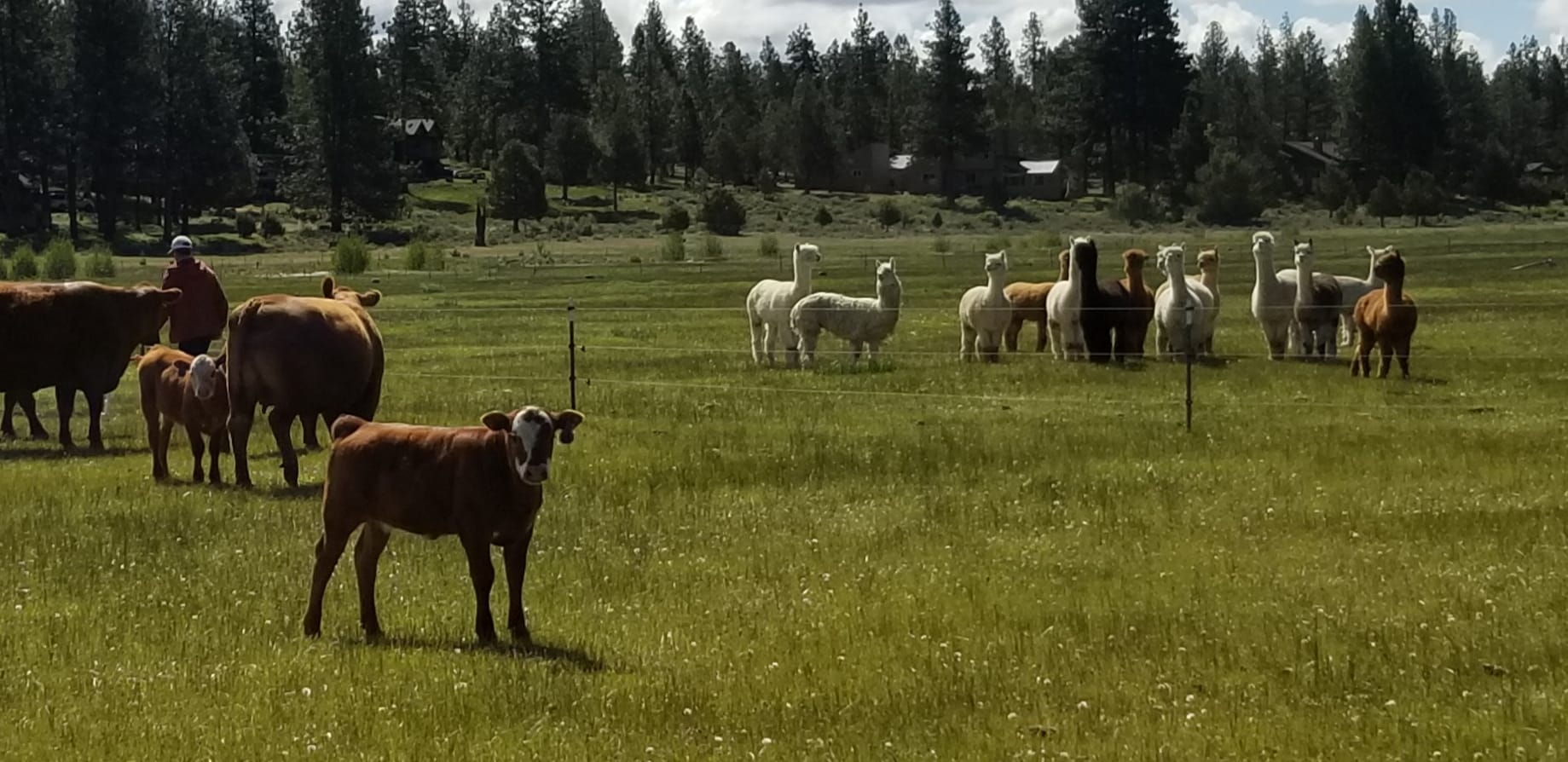 Willows Ranch Beef