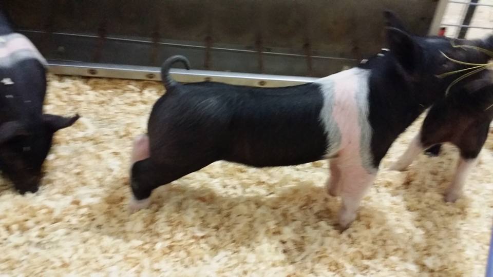 Here is a inside look at our... - Boyd's Elite Show Pigs