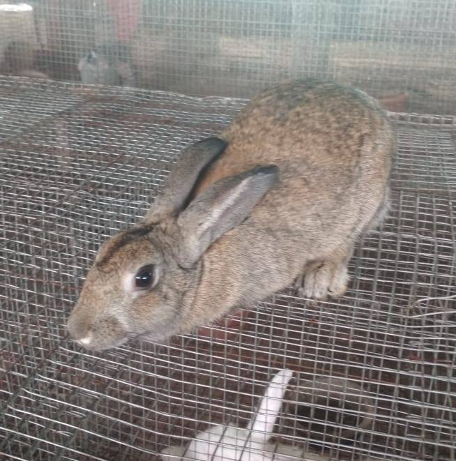 ANR Rabbit Farms
