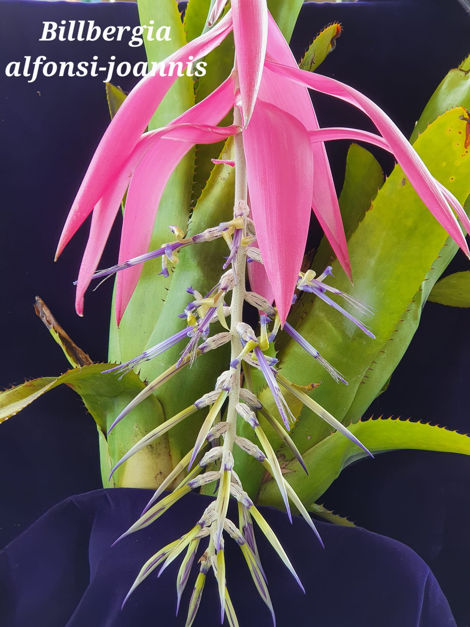 Billbergia Talbot Eve 🤲🤲♥️♥️