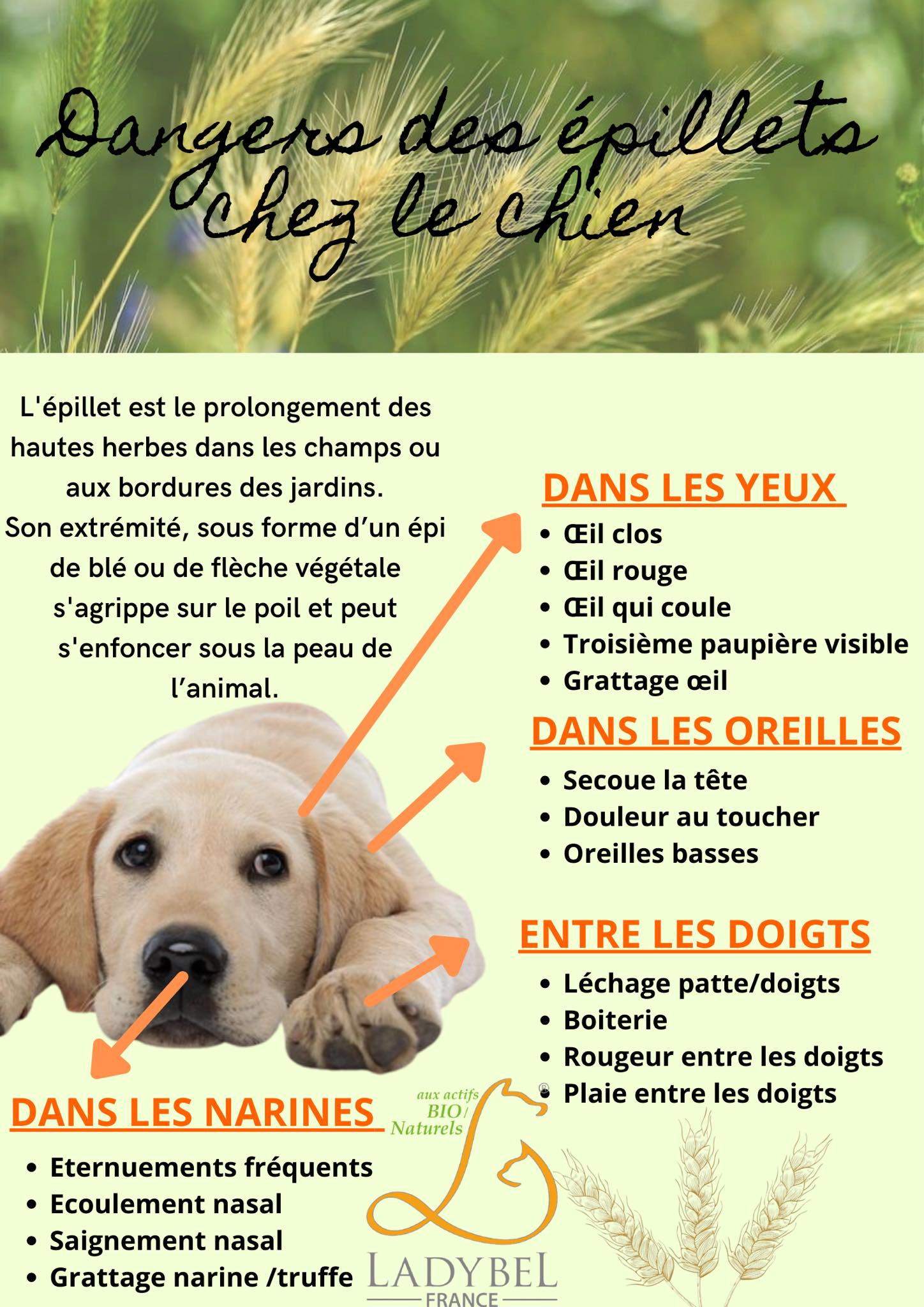 Annonce Pour Promener Des Chiens