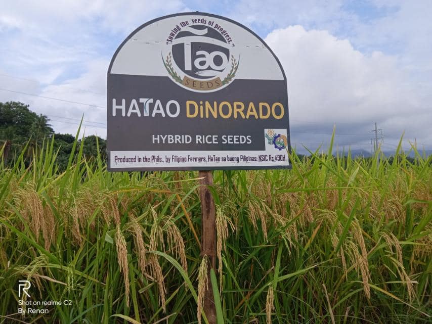 TAO Seeds Hatao - Now available HaTao Dinorado hybrid rice... | Facebook