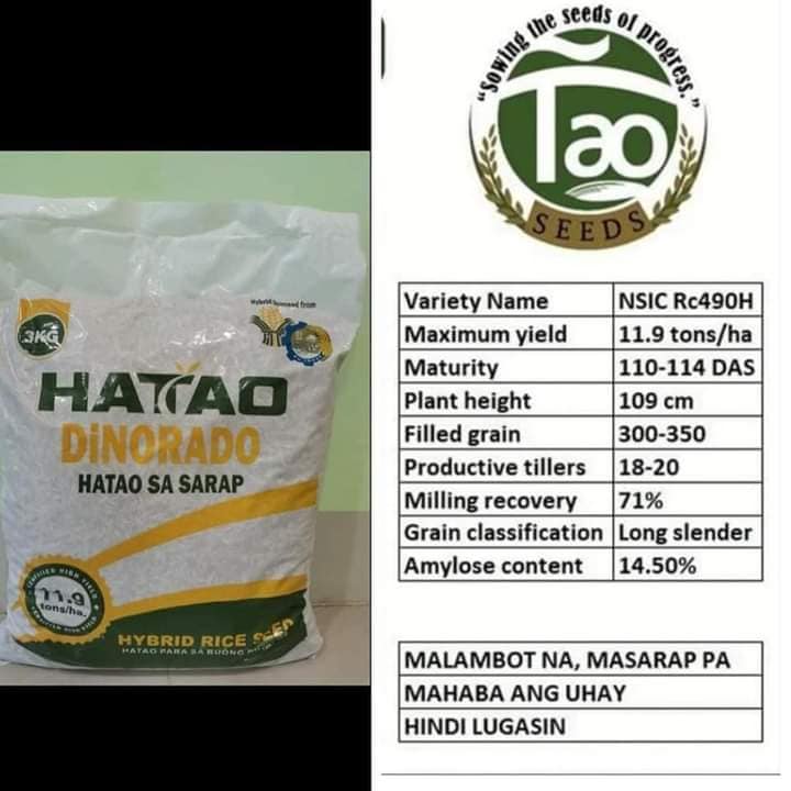 TAO Seeds Hatao - Now available HaTao Dinorado hybrid rice... | Facebook