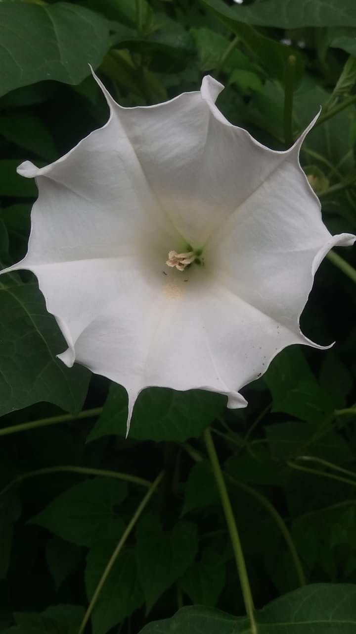 A flower of DATURAsee full