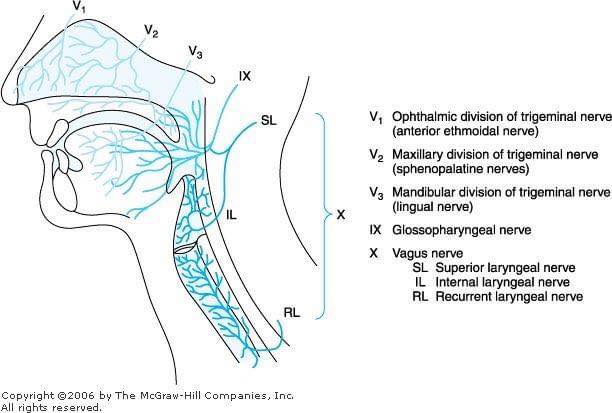 Superior Laryngeal Nerve Block Technique