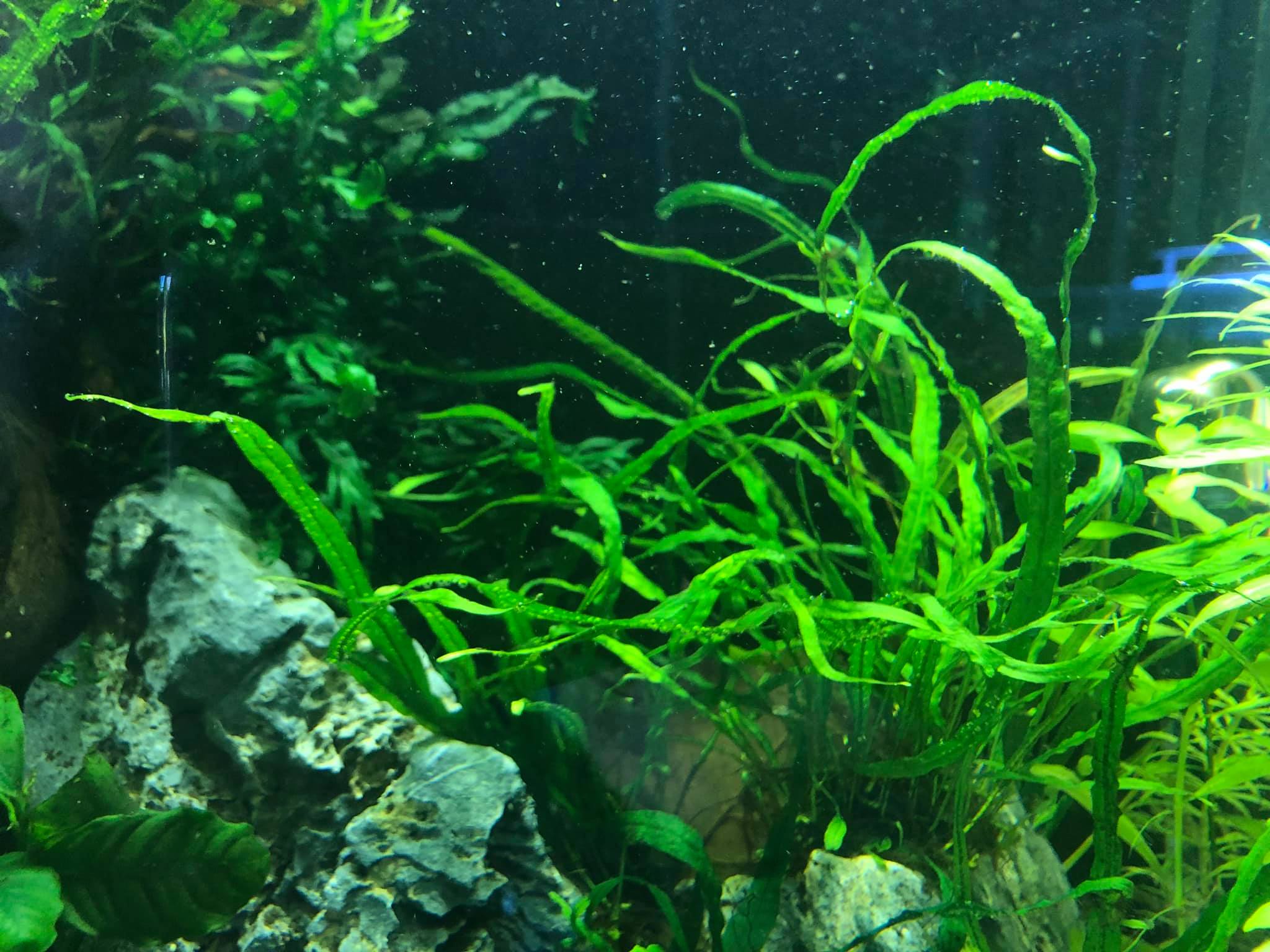 NutraQuatics - Narrow leaf java fern: Adding textured plants to your ...