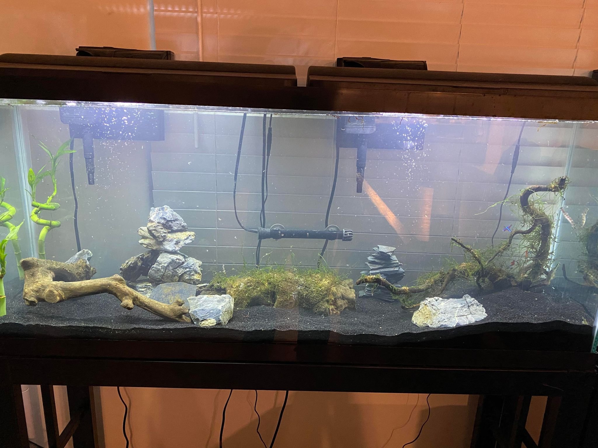🐠 🦎 TANK SALE! Get 50% OFF a new setup for your fish, reptile or