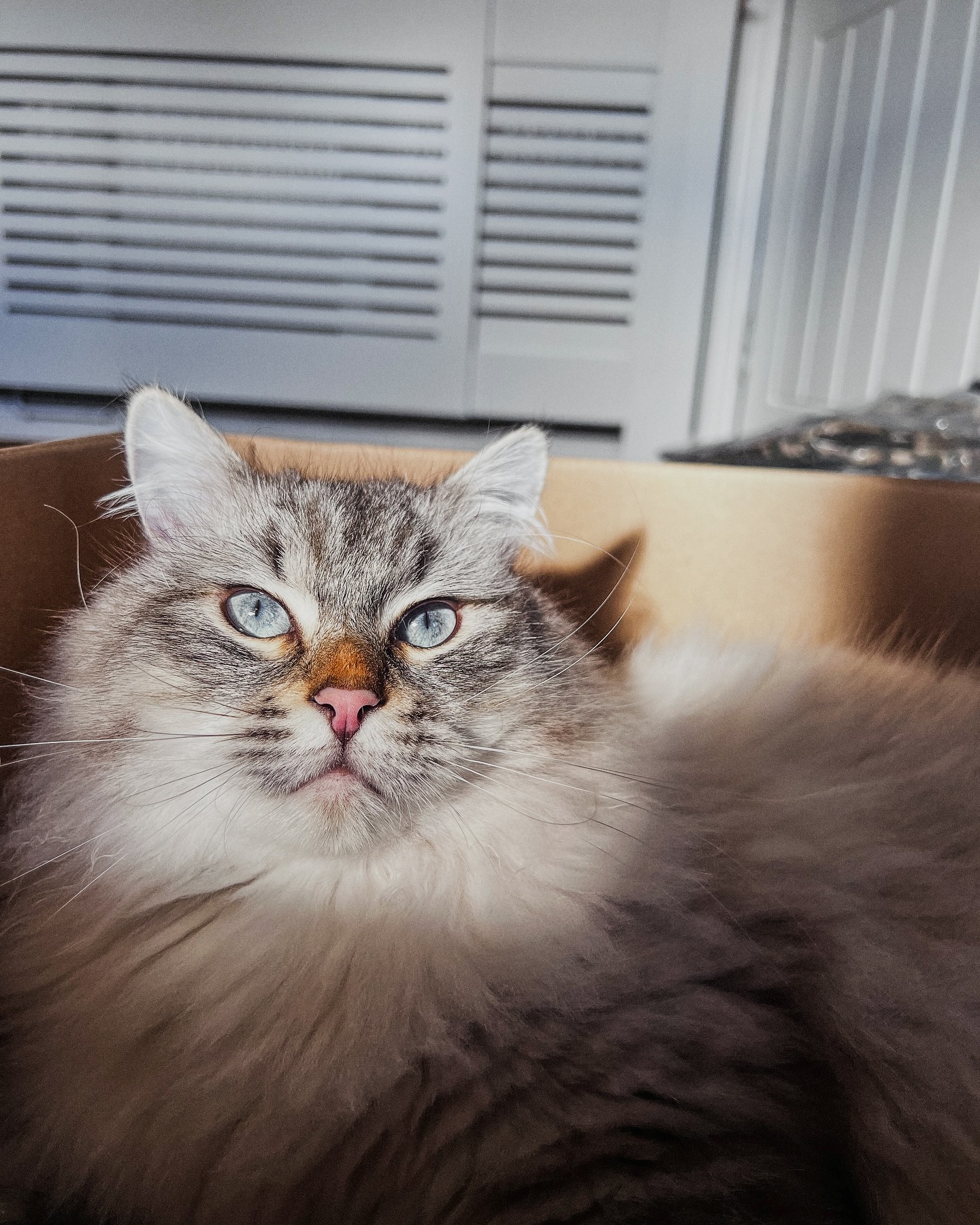 King Rufus Siberian Cat