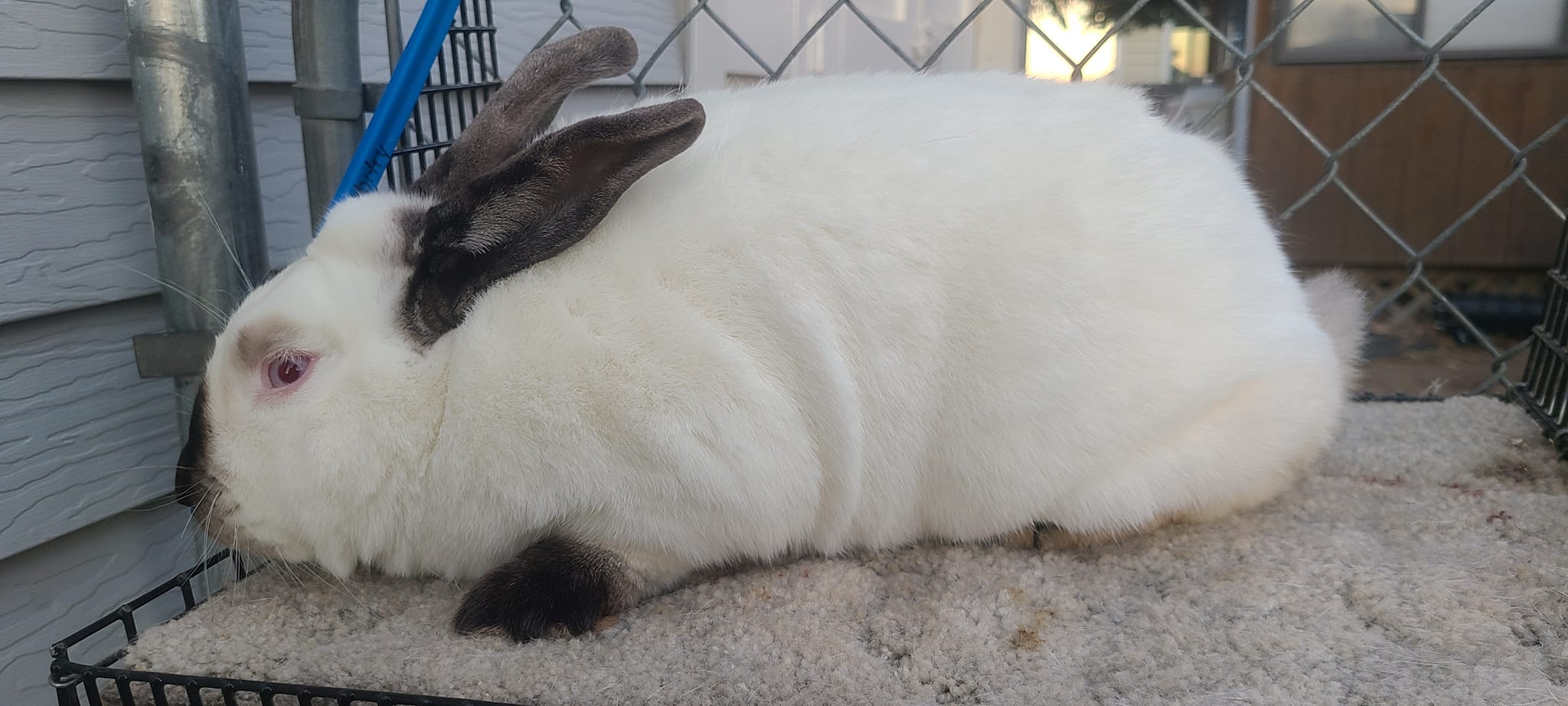 Wild Winds Rabbitry | Weldona CO