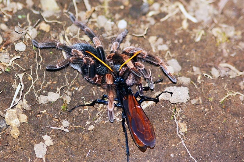 Your Wild Earth - The Tarantula Hawk is a spider wasp that... | Facebook