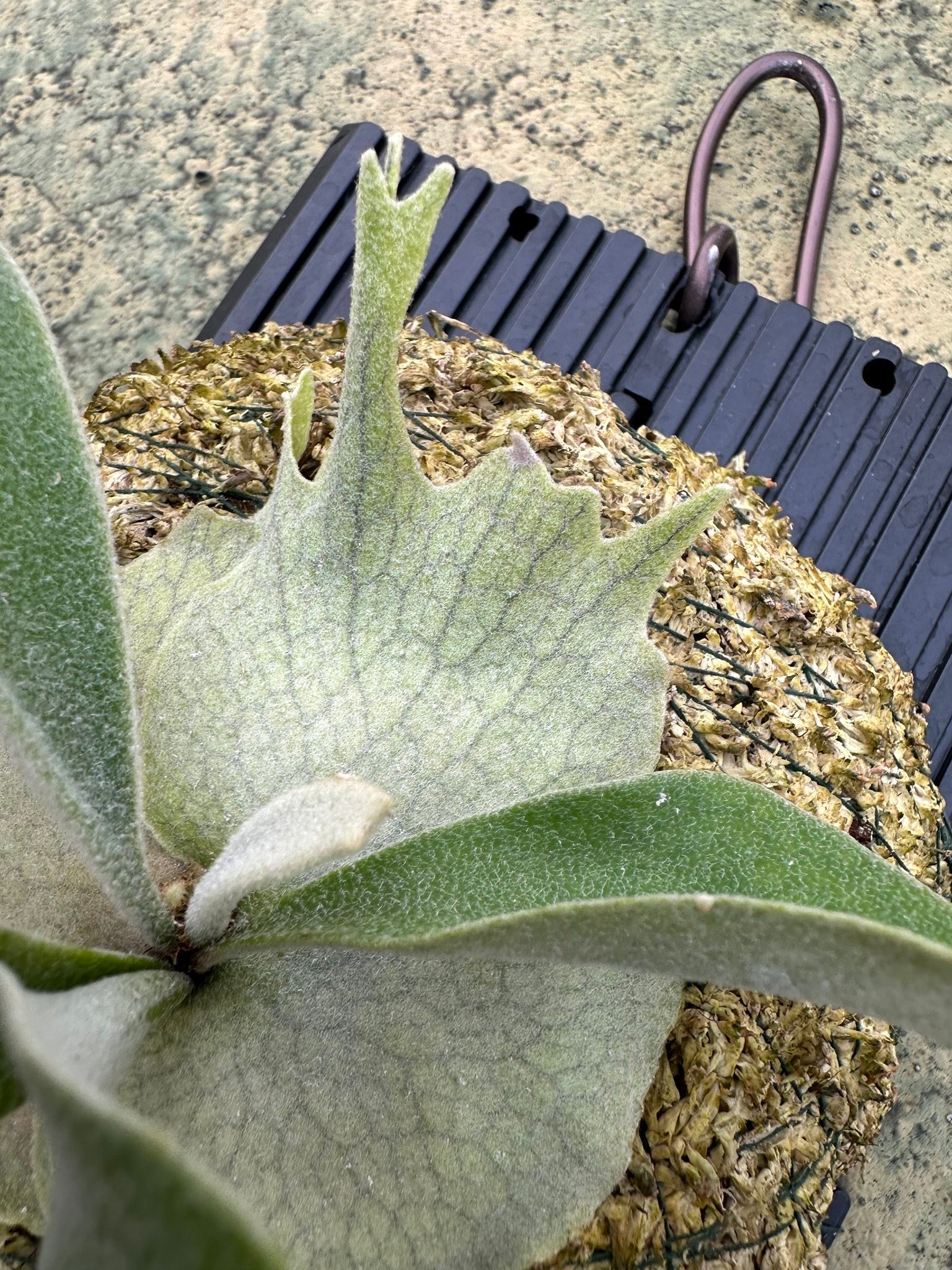 P.Veitchii Auburn River Sporeling