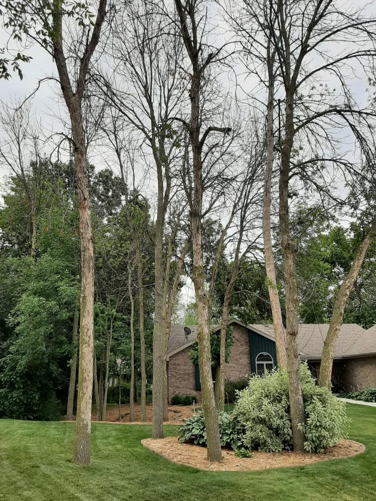 Sadly, 27 trees had to be removed... - Dorn's Treescaping LLC