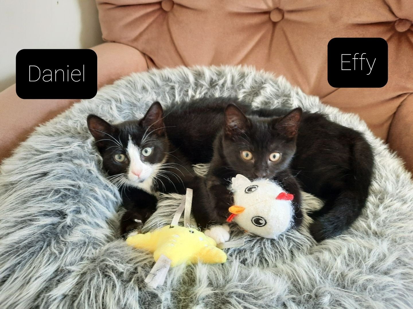 *Daniel and... - RSPCA New England Community Volunteer Group | Facebook