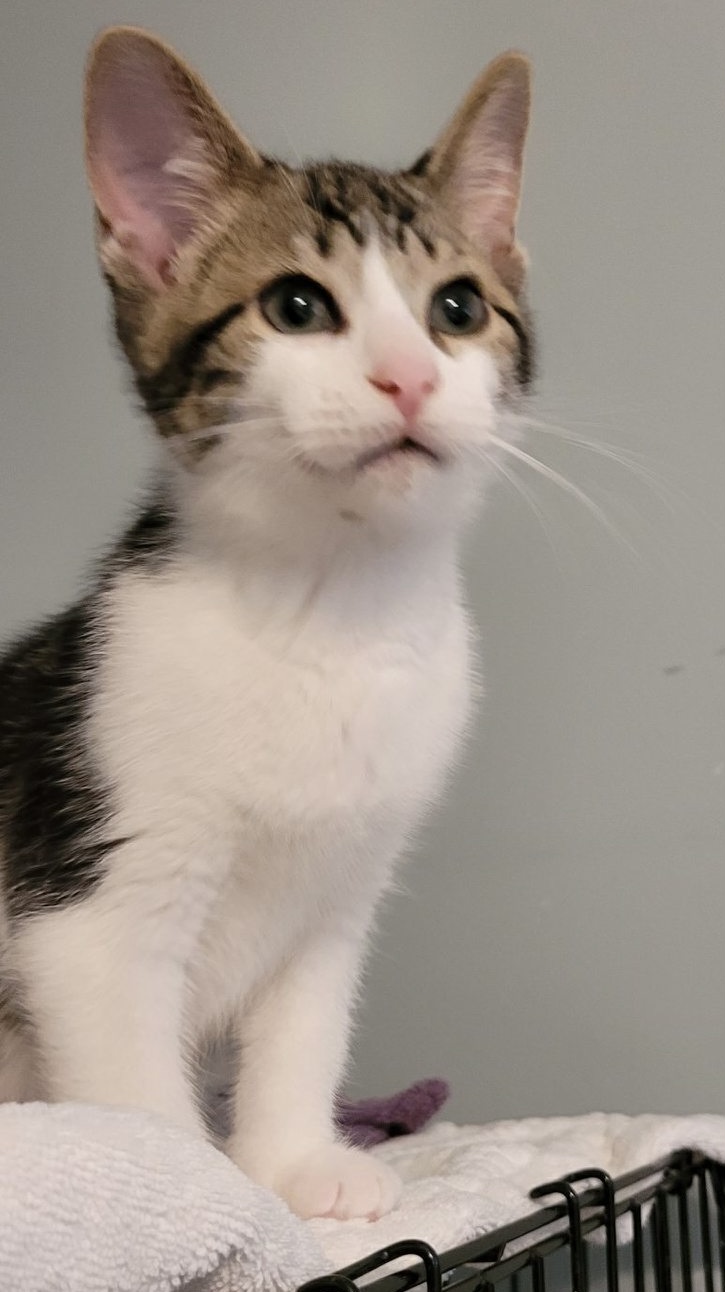 Niagara Falls Community Cats - Hunter | Facebook