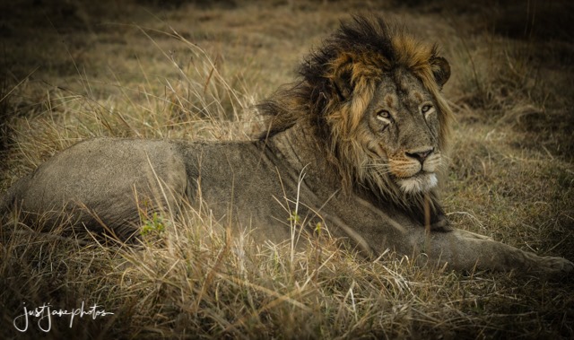 This is Scar Face. The present King... - Mapunga Bush Camp | Facebook
