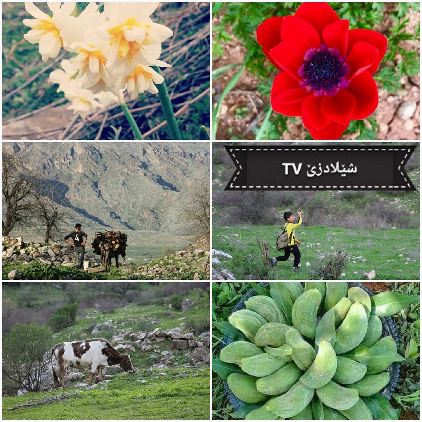سروشتئ - #خالا_سنوری یا ھەر سێ دەڤەرێن #زێبار و #رێکان و #بارزان فوتو ...
