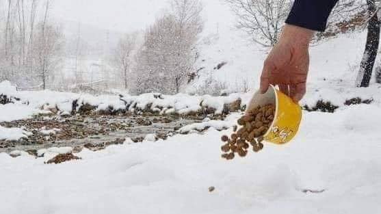گوندی زوورکان zwrkan