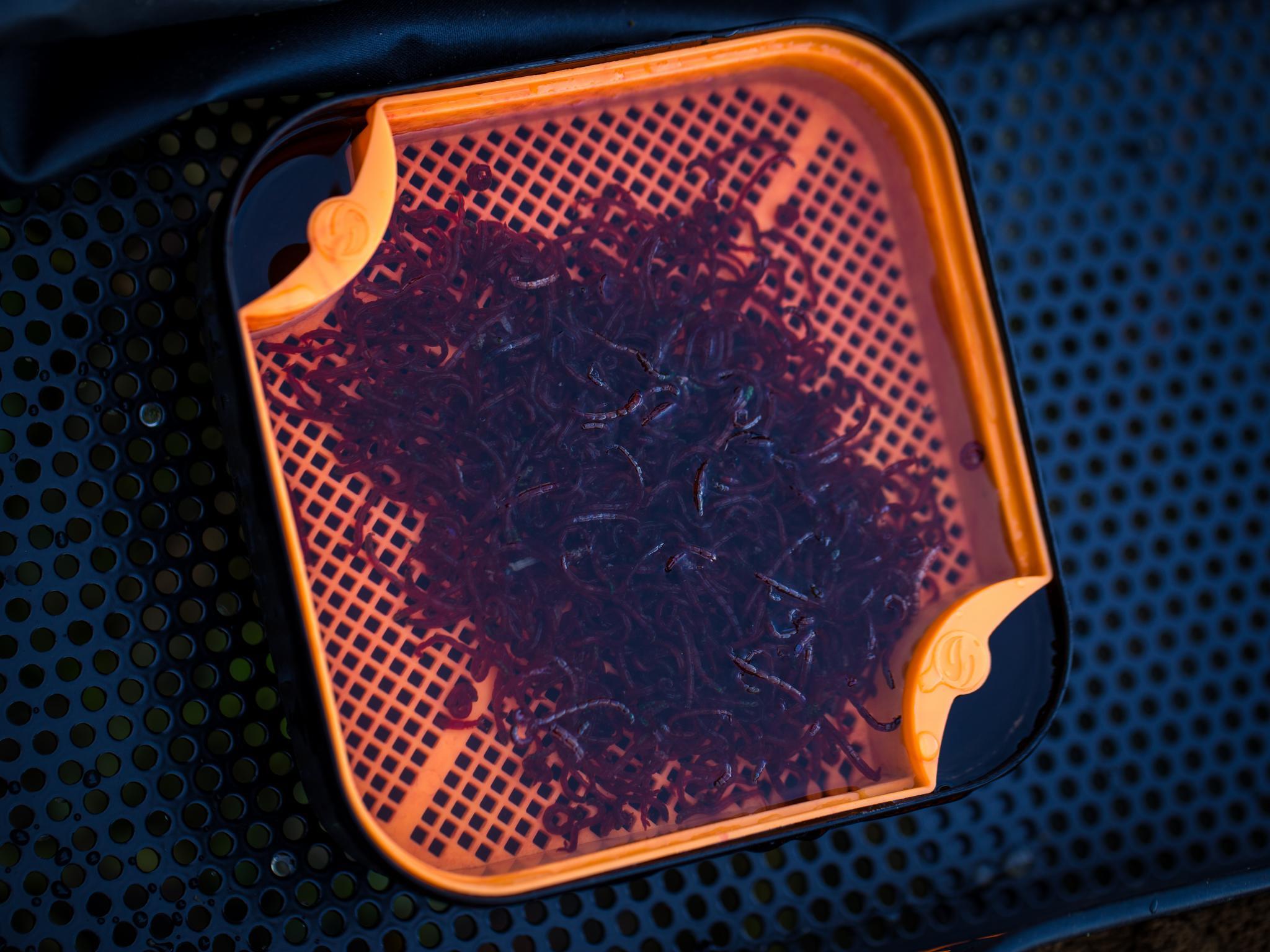🪱 LE MAGGOT RIDDLE AUSSI POUR LES... - Tackle Guru France