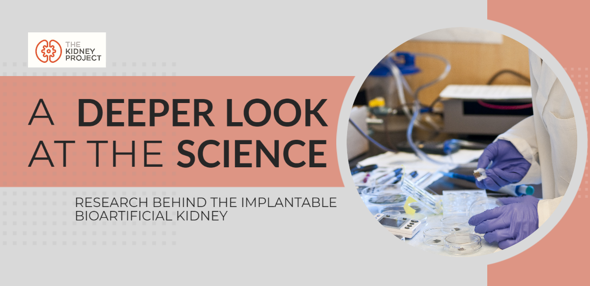 A Deeper Look at the Science. As... - The Kidney Project | Facebook