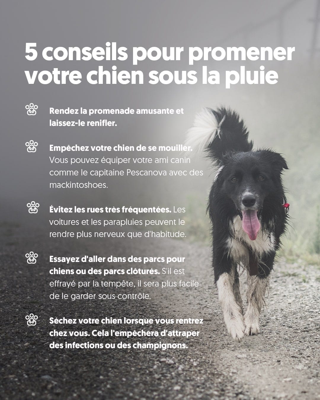 Annonce Pour Promener Des Chiens
