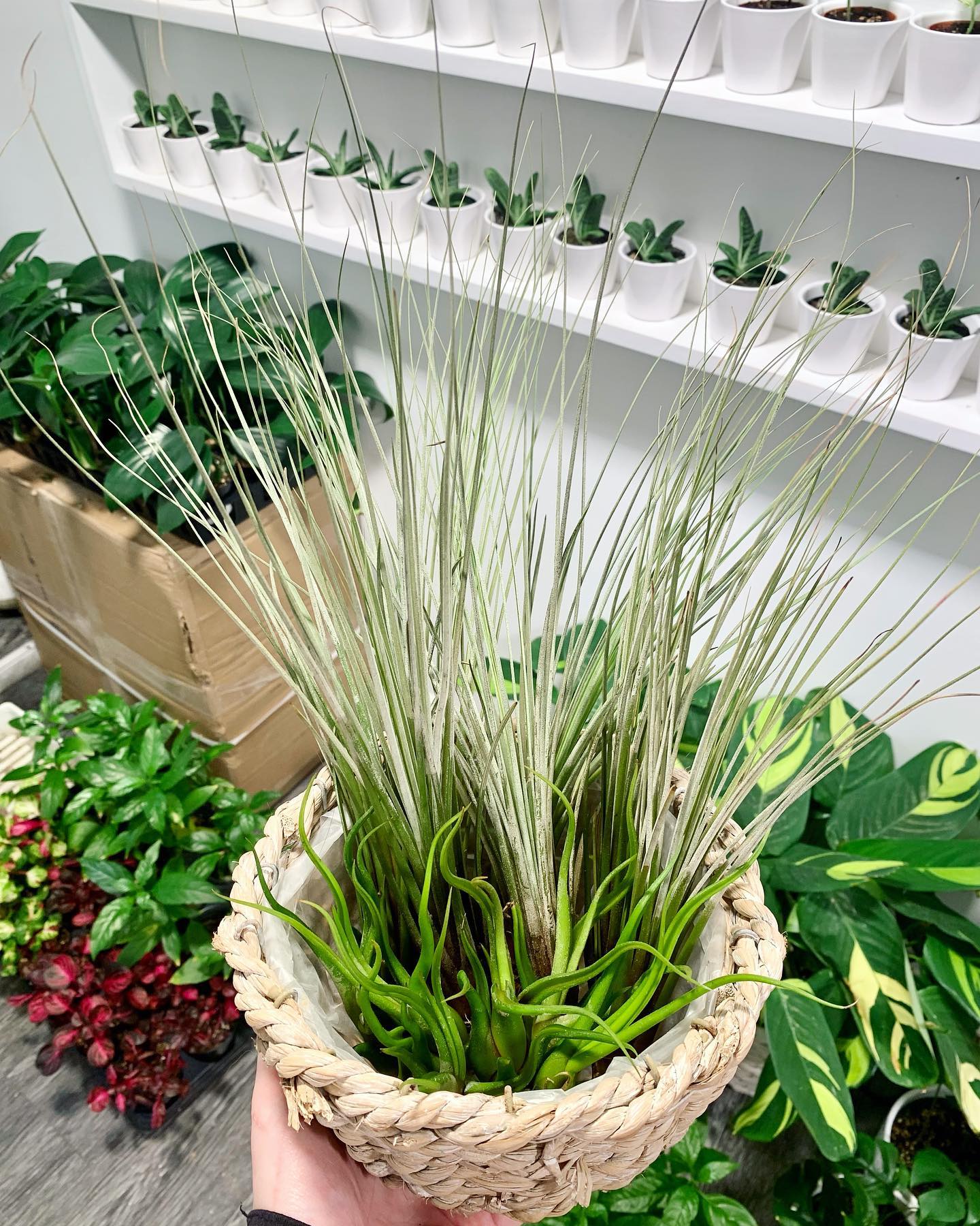 Tillandsia 
