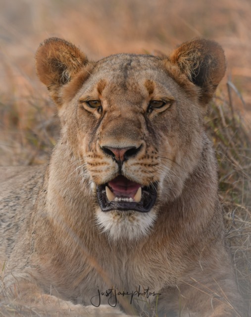 Young siblings of the Pride of Eight.... - Mapunga Bush Camp | Facebook