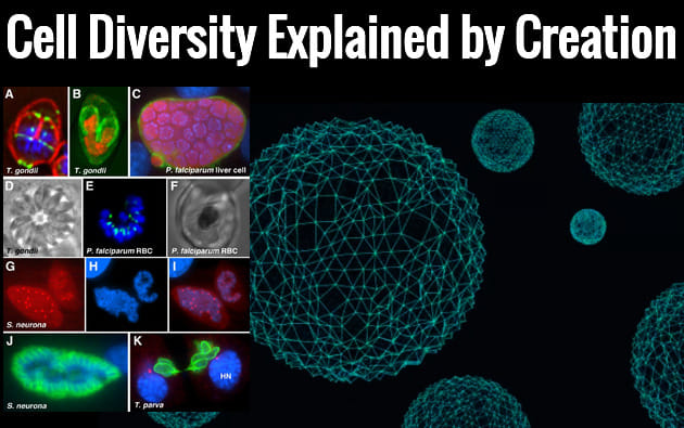 It’s a CELL World After... - Origins Resource Association