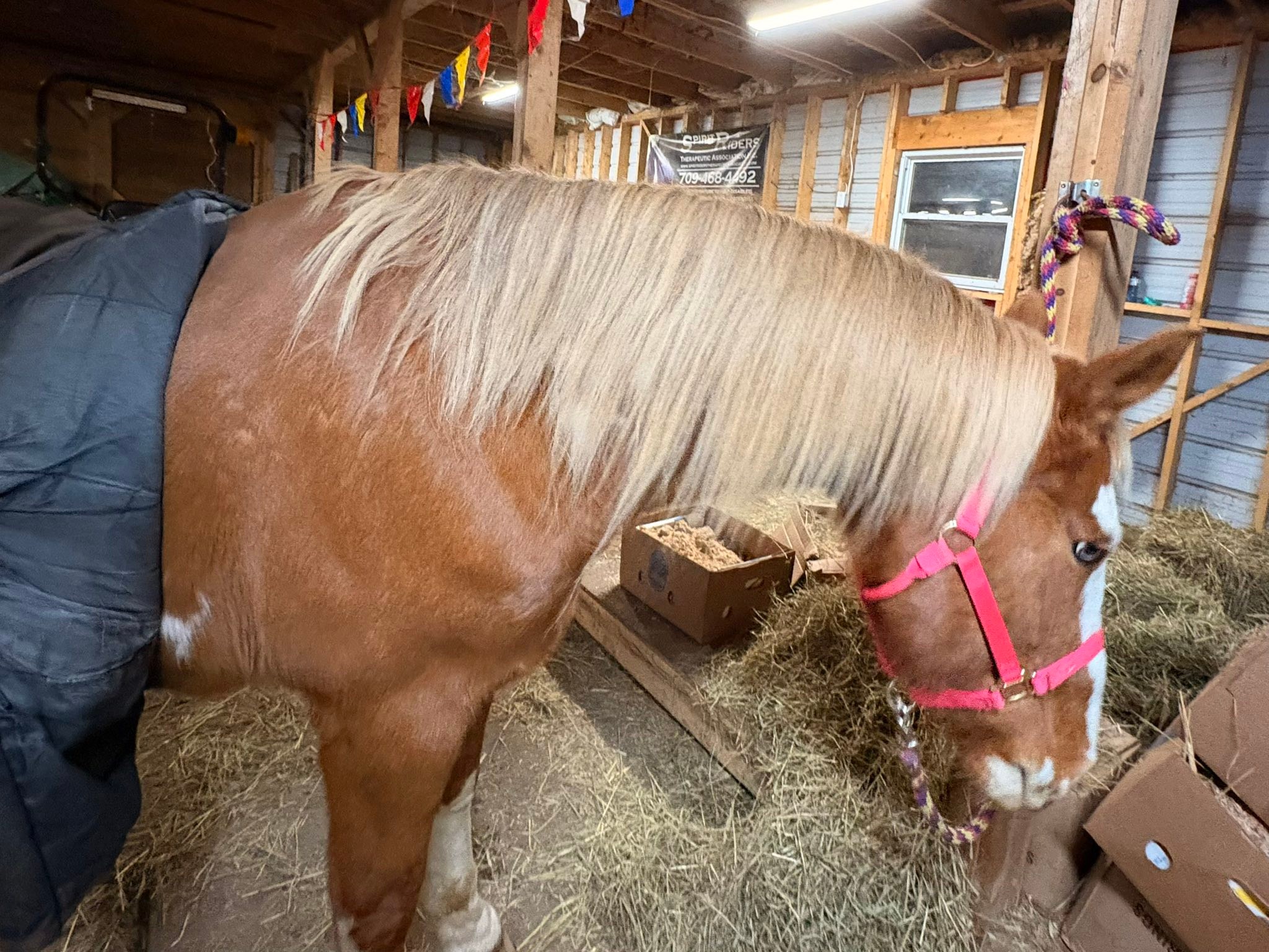 Spirit Riders... - Spirit Riders Therapeutic Association