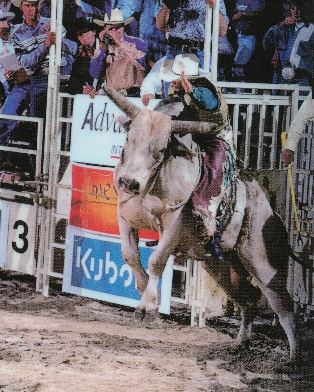 Australian ProRodeo Horse Racing | Warwick QLD