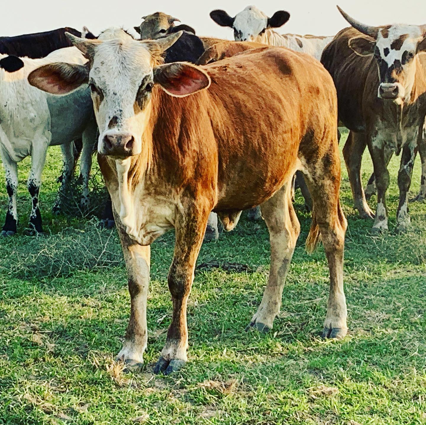 ⭐️The next generation of females for... - P9 Rodeo Company