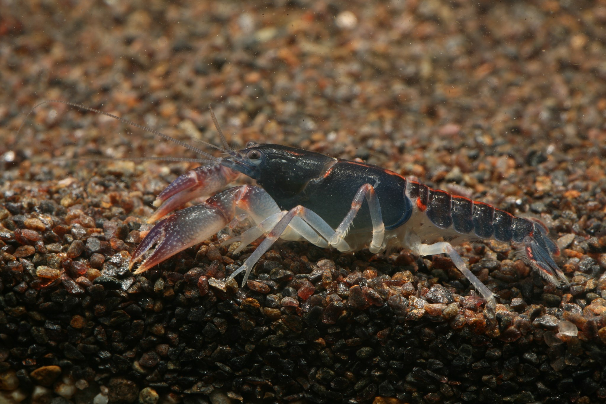 Lacunicambarus... - 螯蝦先生-余小蝦crayfish sky In Taiwan | Facebook