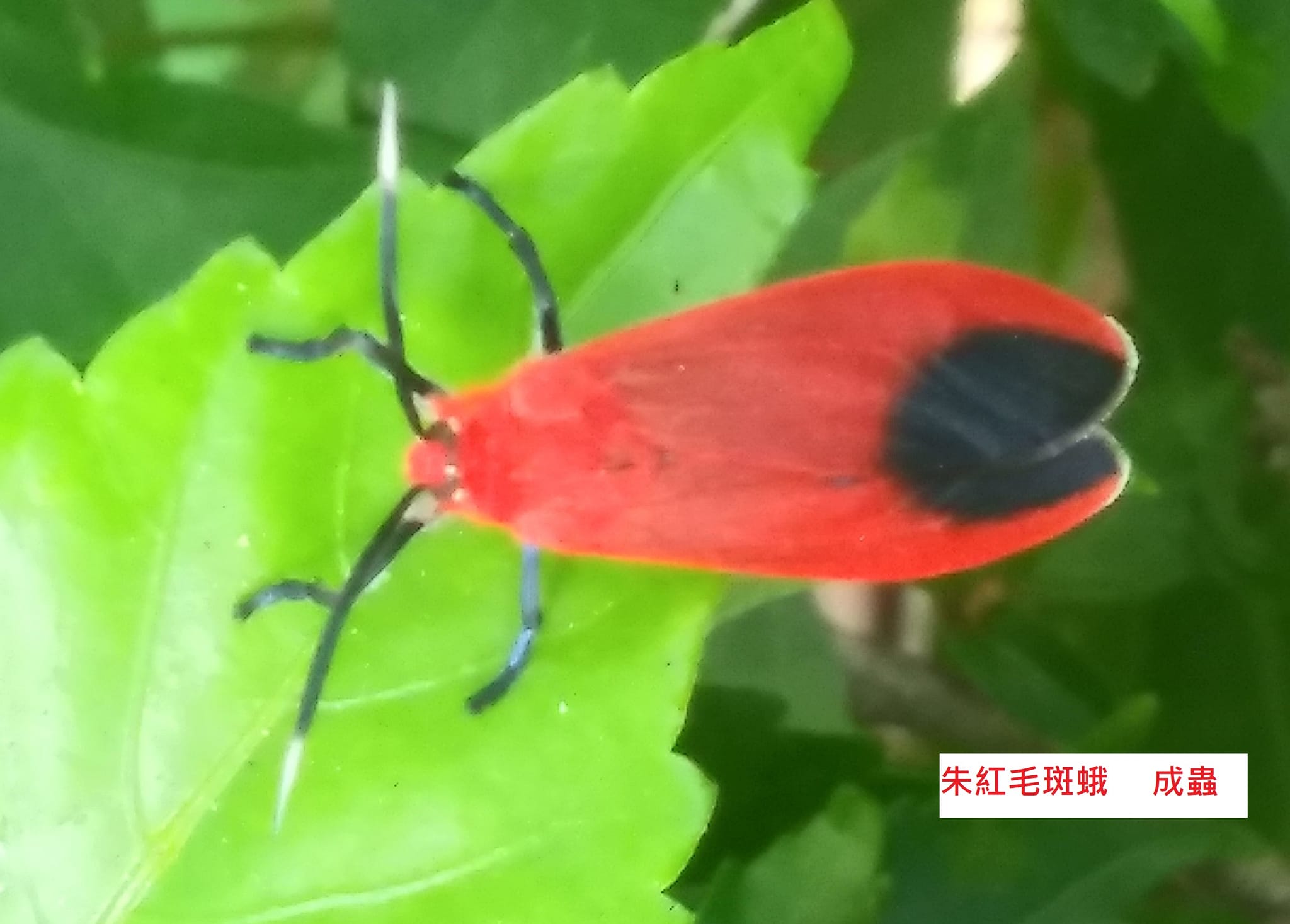 樹藝班同學會 | 為害細葉榕(Ficus microcarpa)的三大蛾害： | Facebook