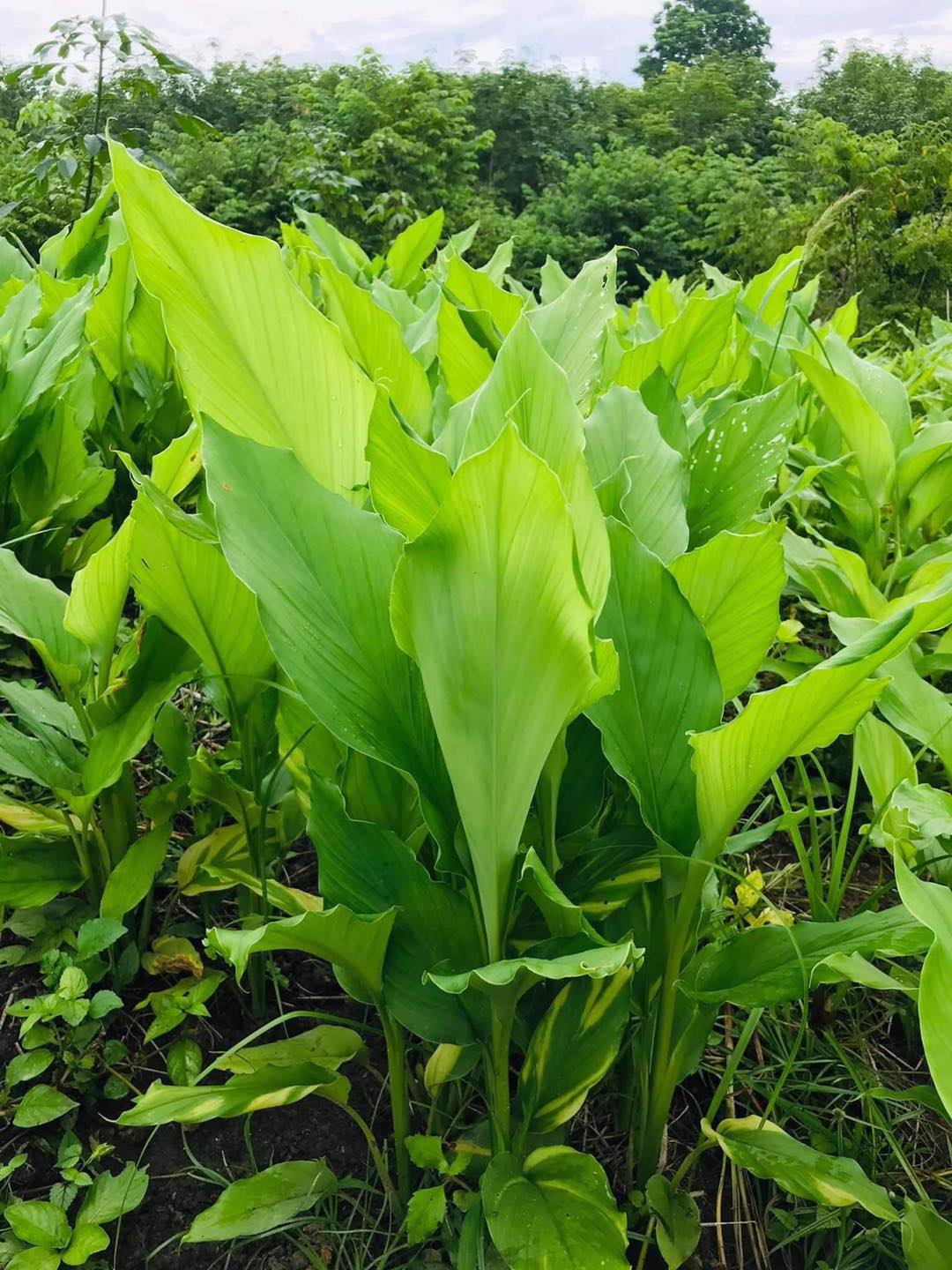 CoCool-mine น้ำมันมะพร้าวผสมสารสกัดขมิ้นชัน : บอกลาทุกอาการปวด - Home