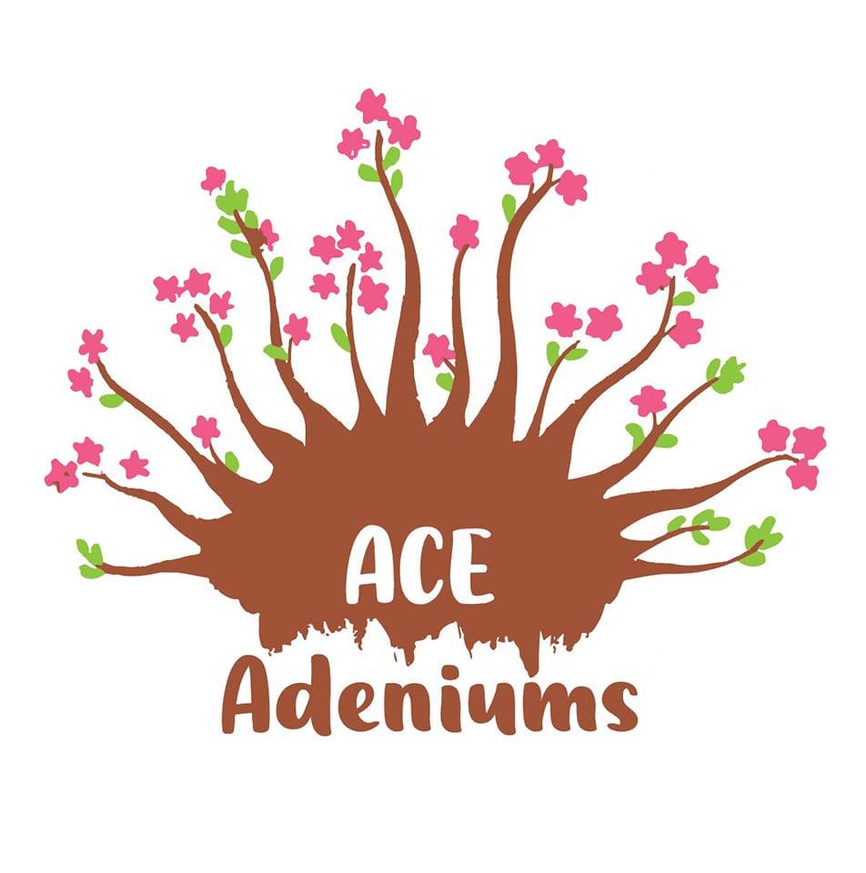 ACE Adeniums - 🌵 Arabicum Yak Saudi 🌵 A true form of... | Facebook