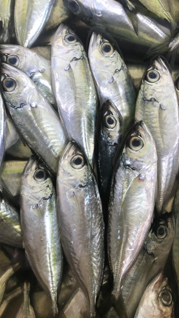 Aishwa Fish | Tawau