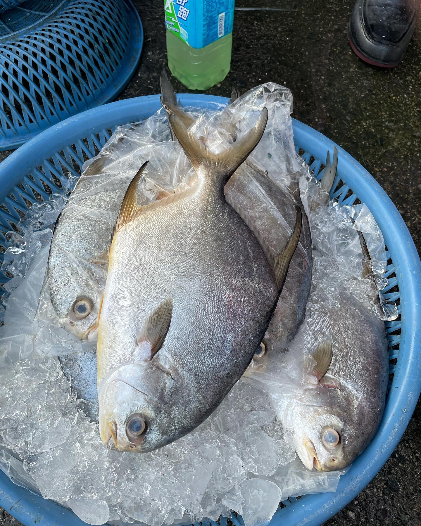 䖝二刃物 - #魚種紀錄 Trachinotus blochii 布氏鯧鰺 #鰺科... | Facebook
