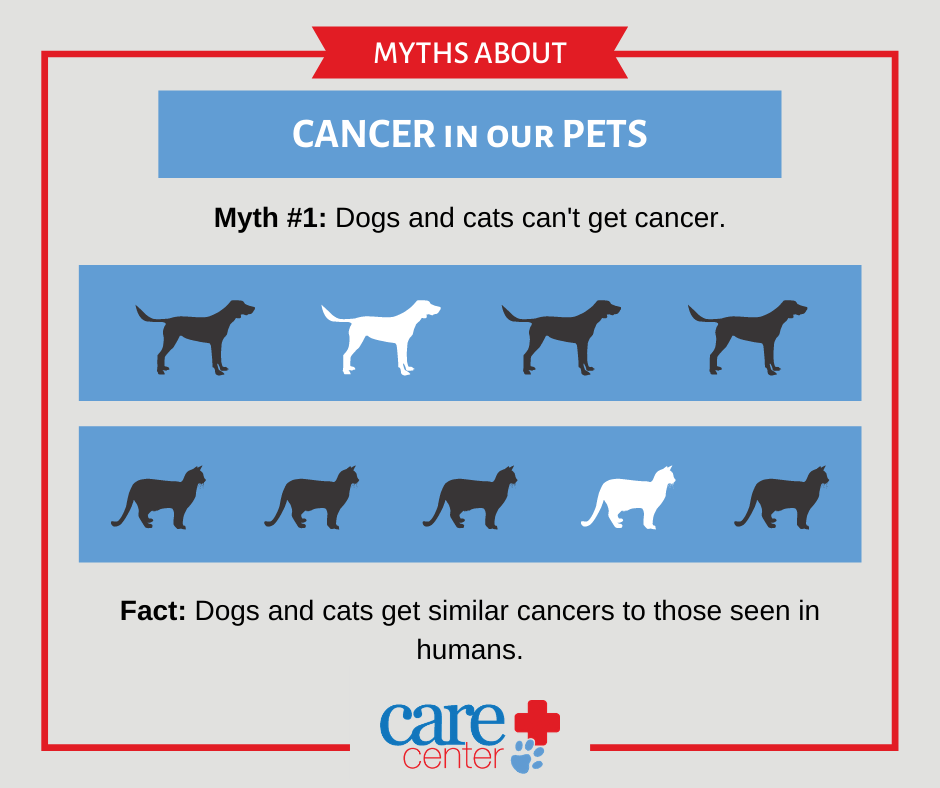 Can Dogs Get Cancer From Humans