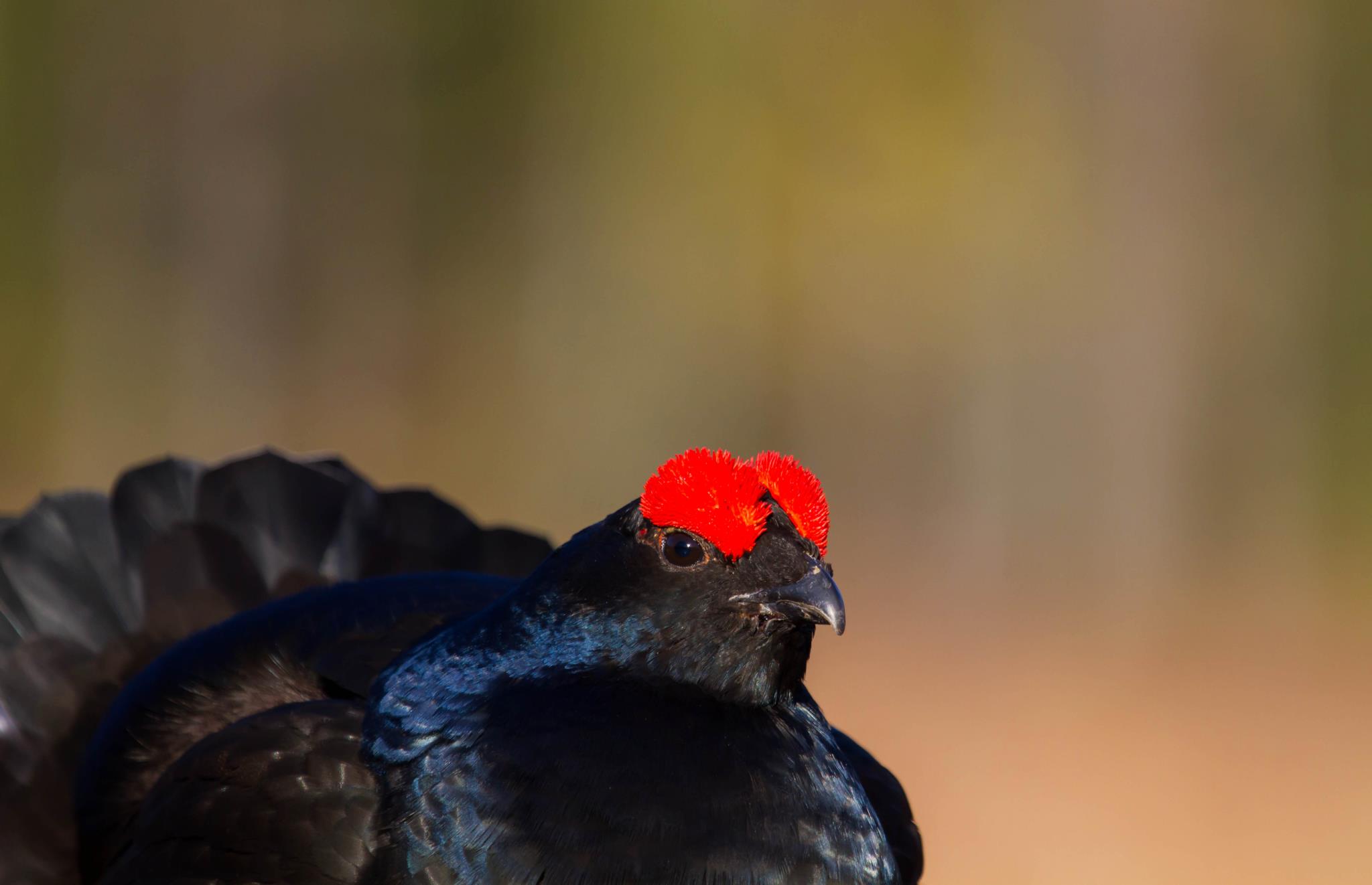 BirdLife Norge avdeling Buskerud