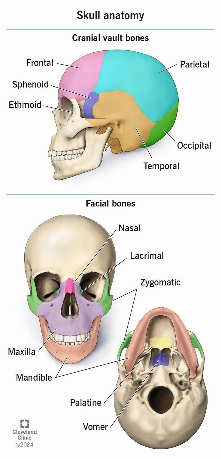 Basic Anatomy & Physiology | Skull anatomy and function | Facebook
