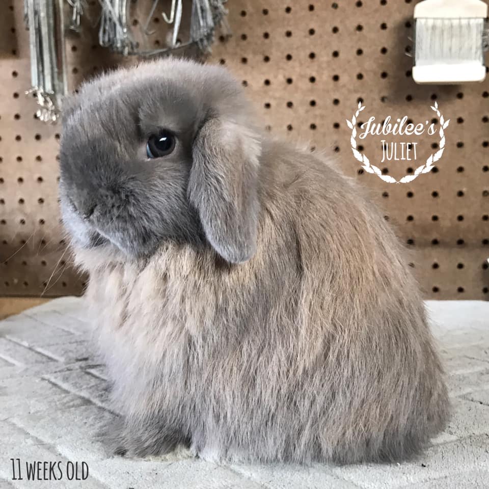 Jubilee Rabbitry