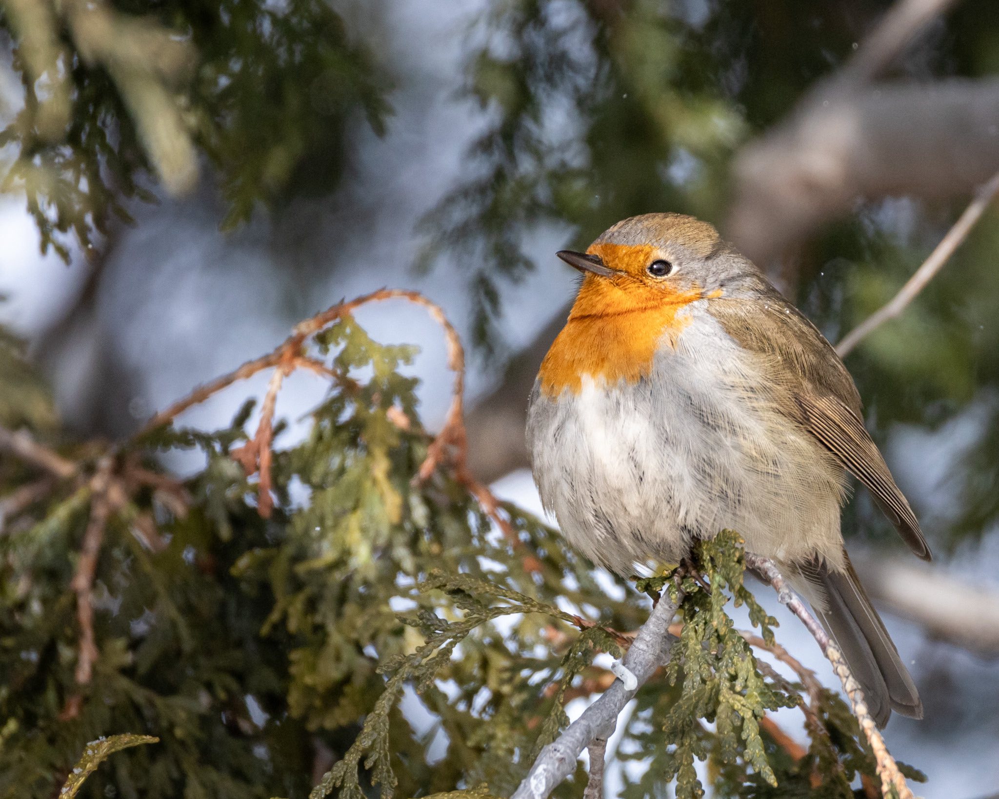 oiseaux du Québec chez soi | La Star 🧡 de Montréal cet hiver ️ | Facebook