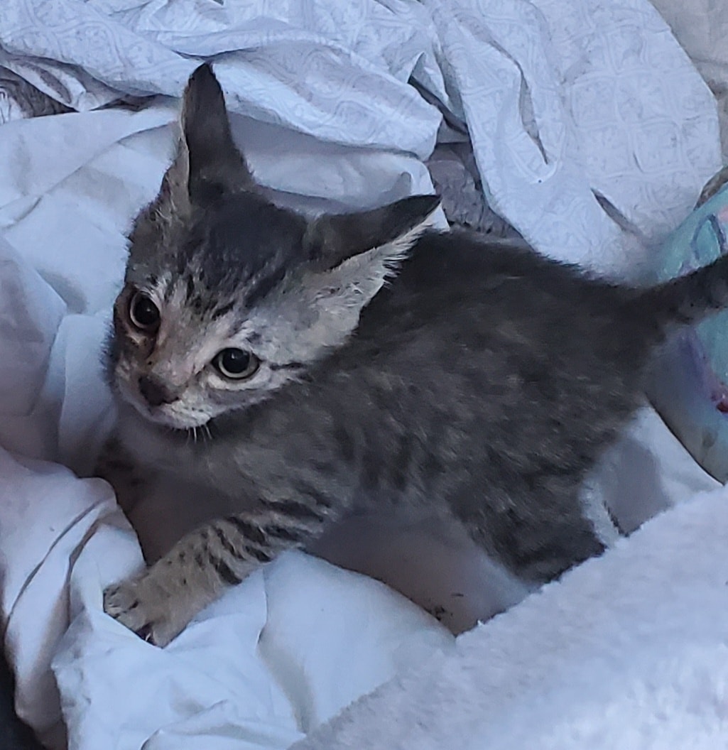 A Better Chance Animal... - A Better Chance Animal Rescue