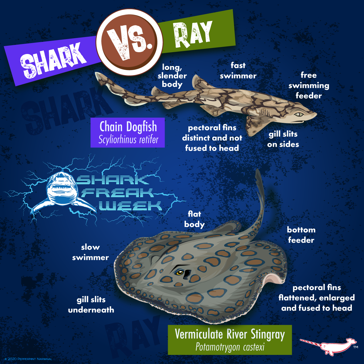 Peppermint Narwhal Creative - VERSUS: Shark vs. Ray In this series, we ...