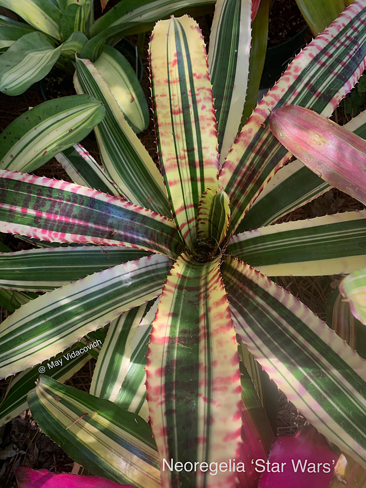 Neoregelia 'Star Wars' bromeliad for bright shade