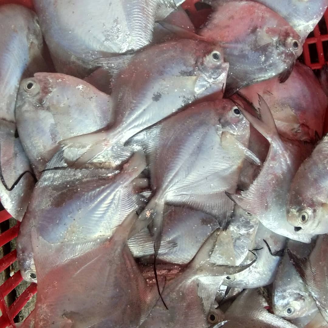 💞Assalamualaikum.. Selamat Pagi💞... - Elani's Fish Market