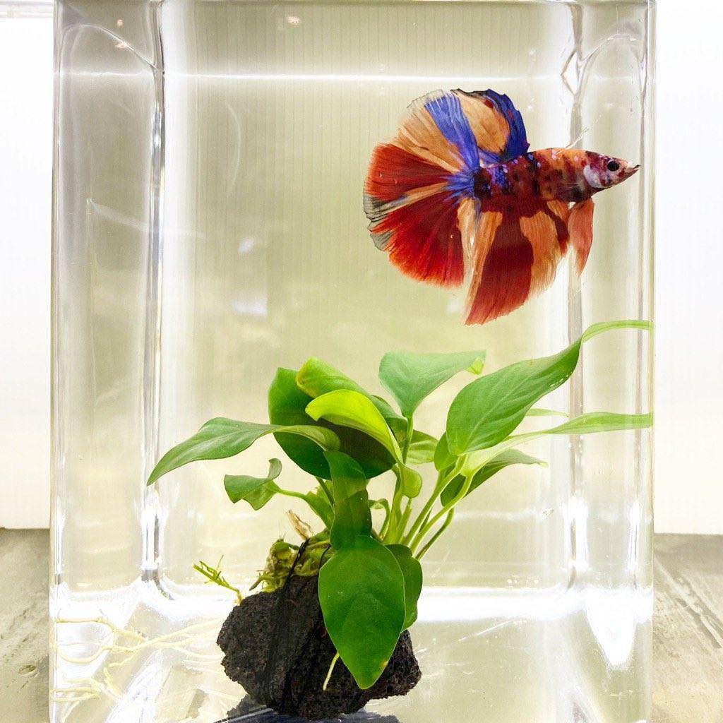 Anubias Nana Gold for Sale in Online - Aquatic Plants for Sale