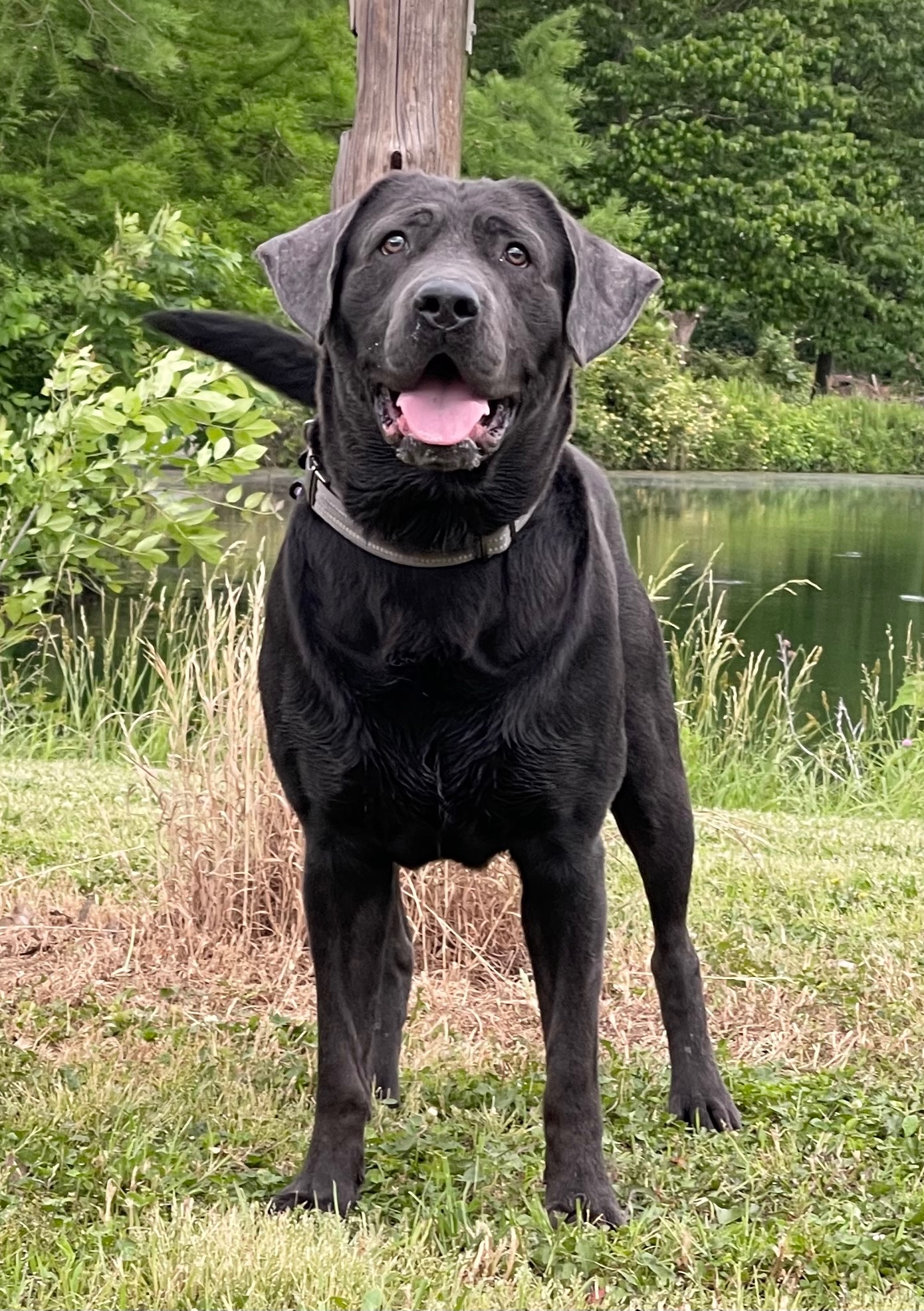 New photos of zeus and Daisy. More... - Pond Creek Labradors