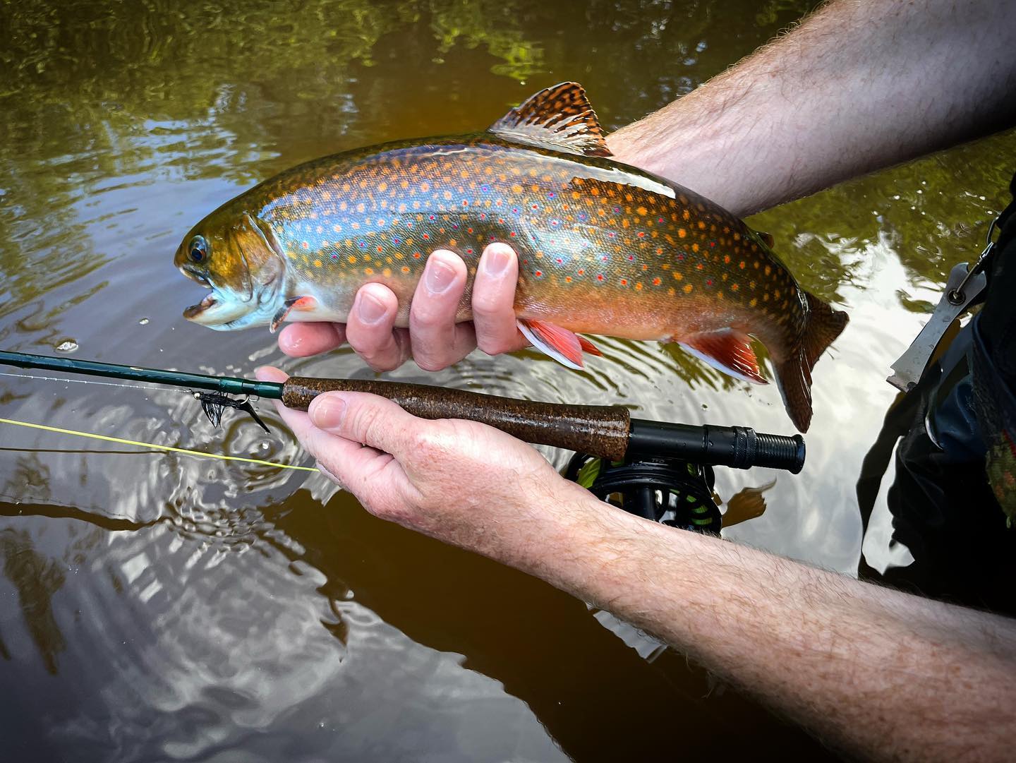 We lost count after a dozen 🤷🏻‍♂️ - PEI Trout Fishing