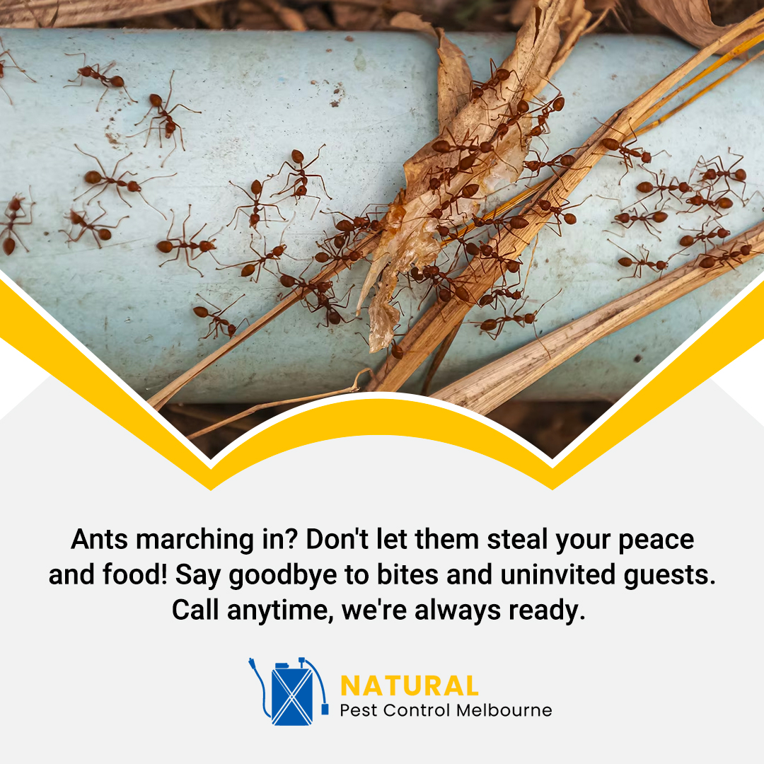 Natural - Are you affected by ants and their unrestricted strolling in ...
