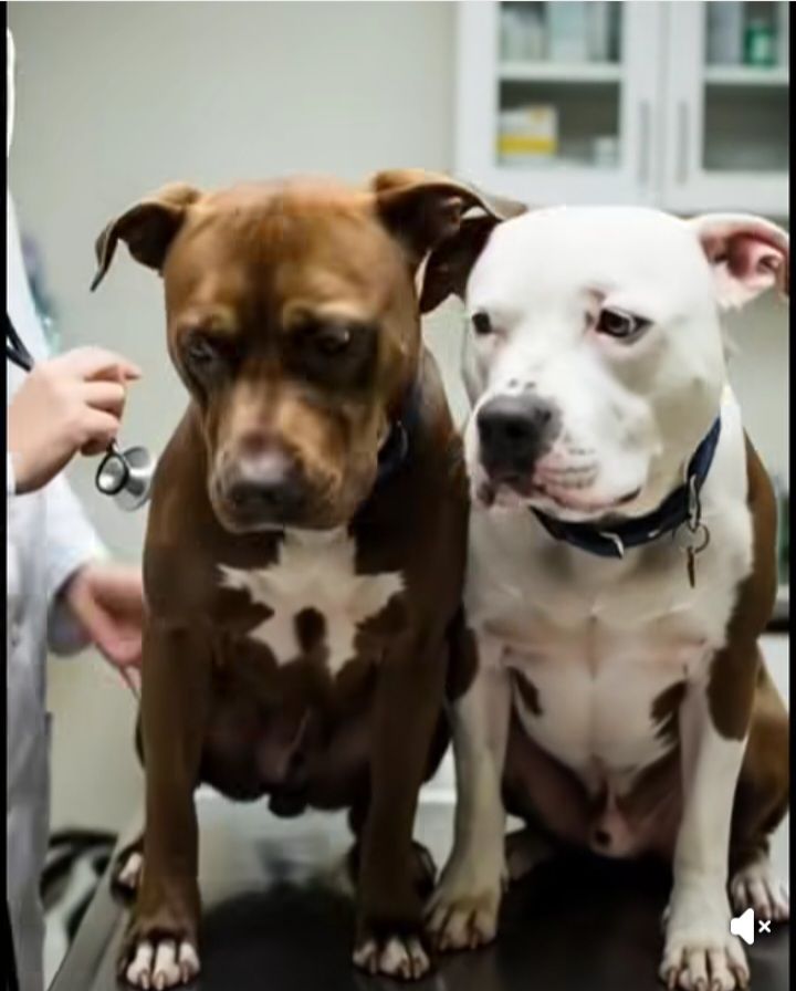 woman saves two dogs from euthanasia in philadelphia, PA